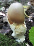 Amanita simulans image