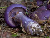 Cortinarius archeri image