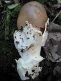Amanita simulans image