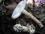 Amanita simulans image