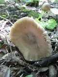 Amanita simulans image