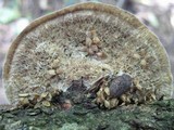 Coriolopsis gallica image