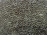 Coriolopsis gallica image