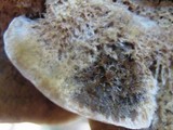 Coriolopsis gallica image