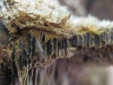 Coriolopsis gallica image