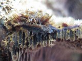 Coriolopsis gallica image