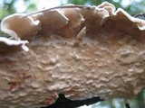 Byssomerulius corium image