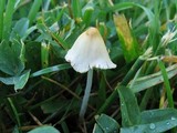 Conocybe apala image