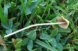 Conocybe apala image