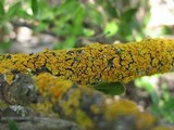 Xanthomendoza hasseana image