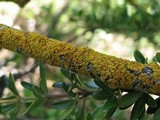 Xanthomendoza hasseana image