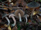 Inocybe calamistratoides image