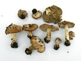 Inocybe brunnescens image
