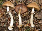 Psathyrella longistriata image