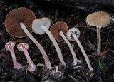 Melanophyllum haematospermum image