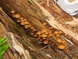 Kuehneromyces lignicola image