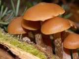 Kuehneromyces lignicola image