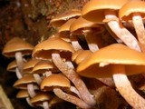 Kuehneromyces lignicola image