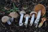 Cortinarius cystidiocatenatus image