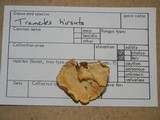 Trametes hirsuta image