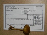 Callistosporium luteo-olivaceum image