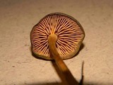 Callistosporium luteo-olivaceum image