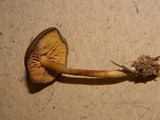 Callistosporium luteo-olivaceum image