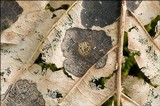 Rhytisma acerinum image