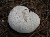 Calbovista subsculpta image