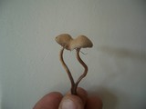 Panaeolus subbalteatus image