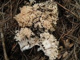 Ramaria rasilispora image