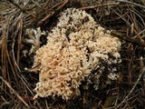 Ramaria rasilispora image
