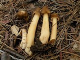 Verpa conica image