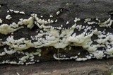Ceratiomyxa fruticulosa var. fruticulosa image