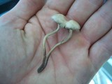 Panaeolus subbalteatus image