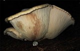 Neolentinus ponderosus image