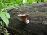 Panus conchatus image