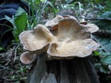 Panus conchatus image