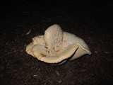 Neolentinus ponderosus image