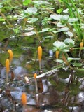 Mitrula elegans image