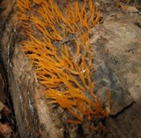 Calocera cornea image