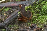 Wynnella silvicola image
