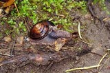 Wynnella silvicola image