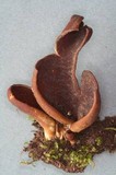 Wynnella silvicola image