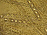 Wynnella silvicola image