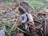 Helvella ephippium image