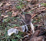 Helvella ephippium image