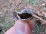 Helvella ephippium image