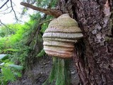 Fomitopsis officinalis image
