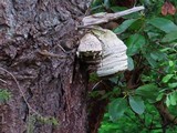 Fomitopsis officinalis image